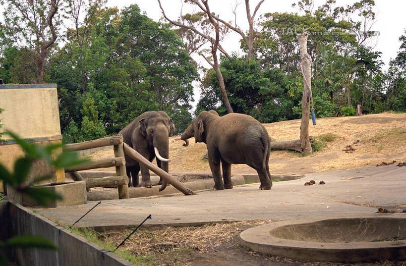 无人,栏杆,站,横图,室外,白天,侧面,美景,树林,植物,哺乳动物,大象,野生动物,澳大利亚,阴影,光线,影子,景观,围栏,注视,护栏,树,树木,绿色,阳光,自然,动物,观察,看,站着,两只,景色,生长,成长,观看,察看,关注,自然风光,大洋洲,悉尼,澳洲,南方大陆,首府,澳大利亚联邦,雪梨,新州,新南威尔士,新南威尔士州,象,站立,彩图,全身,悉尼野生动物园,shzwj1