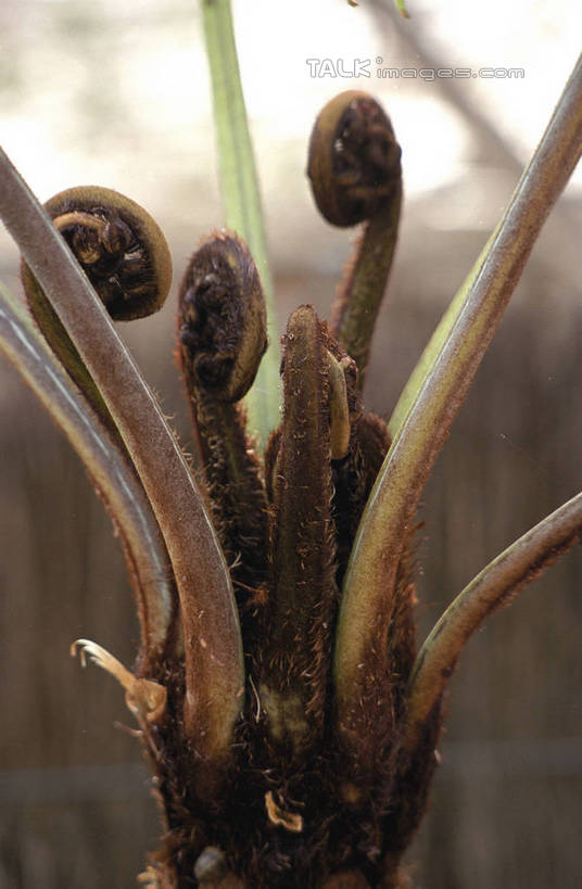 无人,竖图,室外,特写,白天,正面,美景,朦胧,模糊,盛开,景观,花蕾,花,花瓣,花朵,鲜花,自然,花苞,花蕊,景色,自然风光,彩图,shzwj1