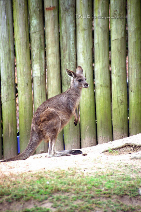 无人,栏杆,站,竖图,室外,白天,侧面,草地,草坪,美景,植物,袋鼠,野生动物,澳大利亚,栅栏,景观,篱笆,围栏,注视,护栏,草,一只,绿色,自然,动物,观察,看,站着,景色,可爱,活泼,观看,察看,关注,自然风光,大洋洲,悉尼,澳洲,南方大陆,首府,育儿袋,澳大利亚联邦,雪梨,新州,新南威尔士,新南威尔士州,站立,彩图,全身,悉尼野生动物园,shzwj1