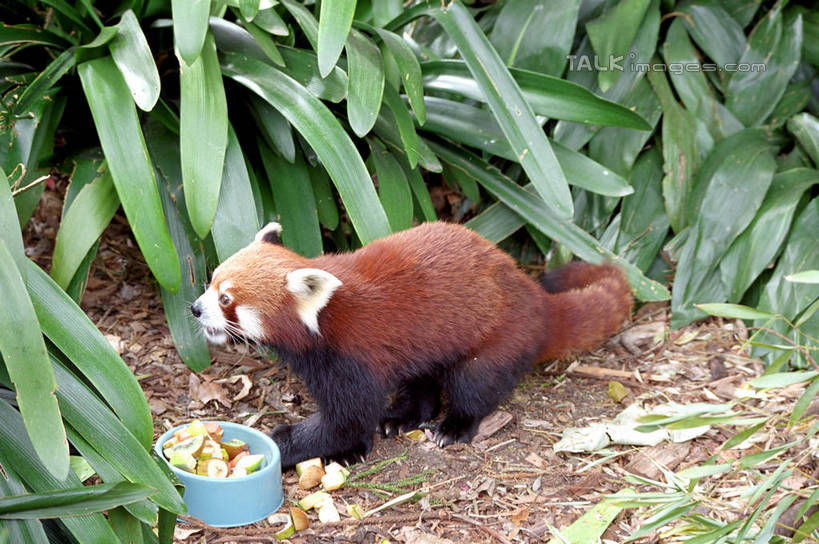 无人,站,横图,俯视,室外,白天,美景,植物,野生动物,小熊猫,叶子,澳大利亚,纹理,陶瓷,景观,绿叶,陶瓷制品,注视,一只,绿色,自然,动物,容器,碗,观察,看,站着,嫩叶,景色,可爱,活泼,观看,储藏,察看,储存,关注,自然风光,大洋洲,悉尼,澳洲,南方大陆,肌理,首府,澳大利亚联邦,雪梨,新州,红猫熊,小猫熊,新南威尔士,新南威尔士州,叶,叶片,叶脉,红熊猫,站立,彩图,高角度拍摄,全身,悉尼野生动物园,贮存,shzwj1