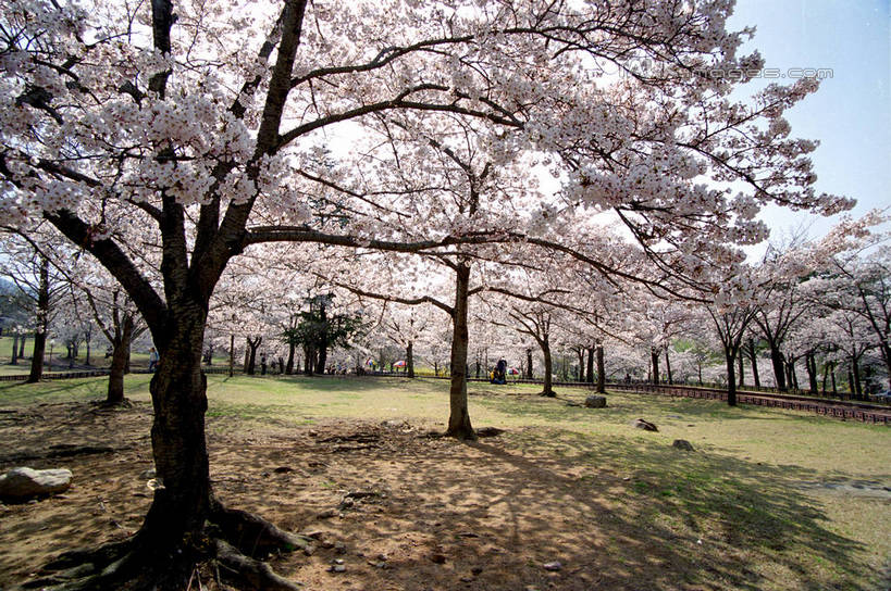 无人,横图,室外,白天,仰视,旅游,度假,草地,草坪,美景,植物,庆州,韩国,亚洲,阴影,盛开,光线,影子,景观,花蕾,娱乐,草,花,花瓣,花朵,鲜花,树,树木,蓝色,绿色,蓝天,天空,阳光,自然,天,花苞,花蕊,享受,休闲,景色,放松,生长,晴朗,成长,自然风光,东亚,佛国寺,万里无云,大韩民国,庆尚北道,庆州市,晴空,晴空万里,彩图,低角度拍摄,道,shzwj1