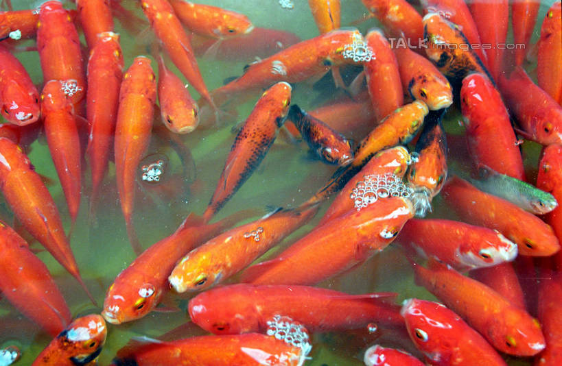 游泳,无人,横图,俯视,室外,白天,许多,金鱼,鱼,池塘,水池,很多,注视,鱼类,观察,看,橙色,观看,察看,关注,水生动物,水生物,观赏鱼,金鲫鱼,泅水,拍浮,半身,彩图,高角度拍摄,淡水生物,shzwj1