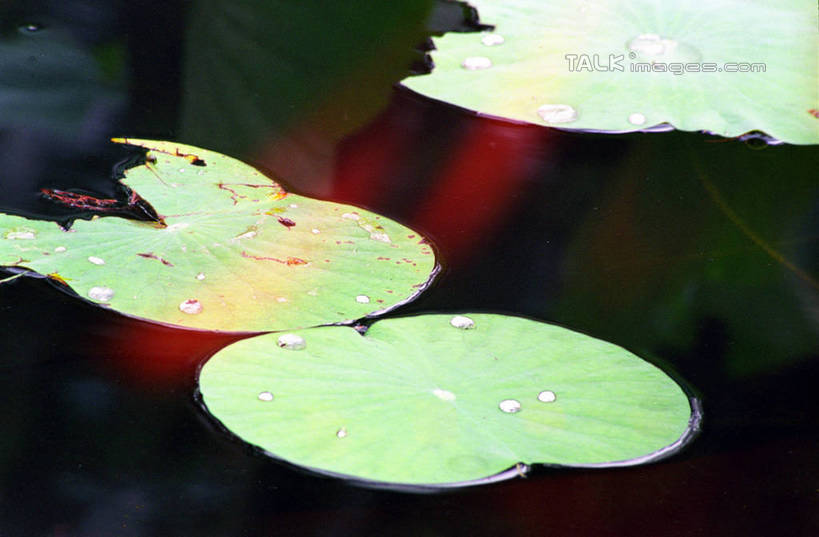 无人,横图,俯视,室外,特写,白天,纯洁,美景,莲花,叶子,朦胧,模糊,盛开,纹路,纹理,池塘,景观,水池,荷叶,花蕾,花,花瓣,花朵,鲜花,倒影,自然,花苞,花蕊,景色,倒映,富贵,神圣,自然风光,纯净,肌理,莲叶,六月花神,正直,反照,鞭蕖,鞭蓉,芙蕖,菡萏,荷花,六月春,藕花,水旦,水芙蓉,水华,水芸,溪客,叶,叶片,彩图,高角度拍摄,shzwj1