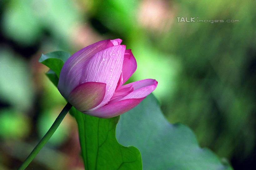 无人,横图,室外,特写,白天,正面,纯洁,美景,莲花,叶子,阴影,朦胧,模糊,盛开,光线,纹路,纹理,影子,景观,荷叶,花蕾,花,花瓣,花朵,鲜花,粉色,阳光,自然,花苞,花蕊,景色,富贵,神圣,自然风光,纯净,肌理,莲叶,六月花神,正直,鞭蕖,鞭蓉,芙蕖,菡萏,荷花,六月春,藕花,水旦,水芙蓉,水华,水芸,溪客,叶,叶片,彩图,shzwj1