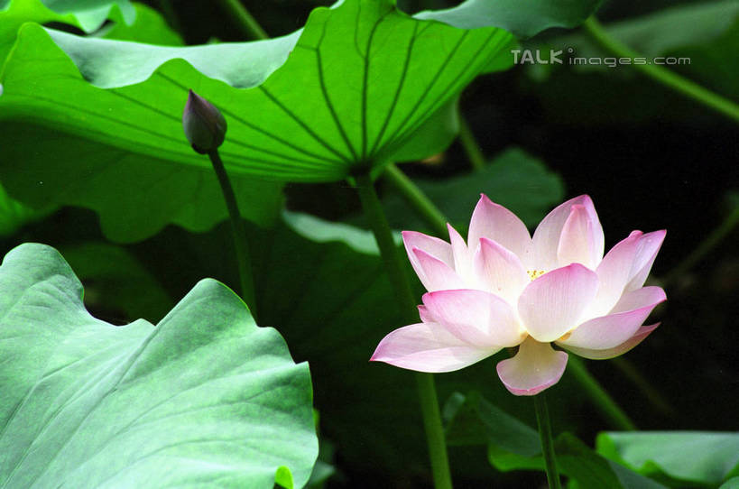 无人,横图,室外,特写,白天,正面,纯洁,美景,莲花,叶子,阴影,朦胧,模糊,盛开,光线,纹路,纹理,影子,景观,荷叶,花蕾,花,花瓣,花朵,鲜花,粉色,阳光,自然,花苞,花蕊,景色,富贵,神圣,自然风光,纯净,肌理,莲叶,六月花神,正直,鞭蕖,鞭蓉,芙蕖,菡萏,荷花,六月春,藕花,水旦,水芙蓉,水华,水芸,溪客,叶,叶片,彩图,shzwj1