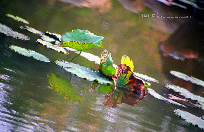 无人,横图,室外,特写,白天,正面,纯洁,美景,莲花,叶子,阴影,波纹,朦胧,模糊,盛开,光线,影子,池塘,景观,水池,荷叶,涟漪,花蕾,花,花瓣,花朵,鲜花,倒影,水纹,阳光,自然,波浪,花苞,花蕊,景色,倒映,富贵,神圣,自然风光,纯净,水晕,莲叶,六月花神,正直,反照,鞭蕖,鞭蓉,芙蕖,菡萏,荷花,六月春,藕花,水旦,水芙蓉,水华,水芸,溪客,叶,叶片,彩图,shzwj1