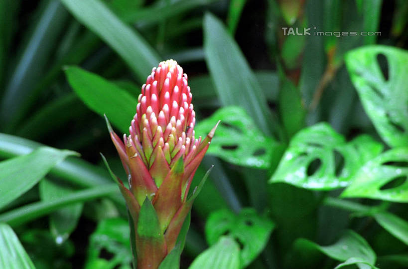 无人,横图,室外,特写,白天,正面,花海,花圃,美景,植物,叶子,阴影,朦胧,模糊,盛开,光线,影子,景观,花蕾,花,花瓣,花朵,花卉,鲜花,红色,绿色,阳光,自然,花丛,花束,花田,花苞,花蕊,景色,自然风光,彩图,shzwj1