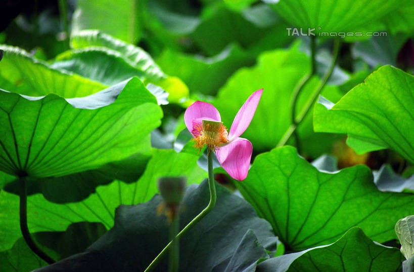 无人,横图,室外,特写,白天,正面,纯洁,美景,莲花,叶子,阴影,朦胧,模糊,盛开,光线,纹路,纹理,影子,景观,荷叶,花蕾,花,花瓣,花朵,鲜花,粉色,阳光,自然,花苞,花蕊,景色,富贵,神圣,自然风光,纯净,肌理,莲叶,六月花神,正直,鞭蕖,鞭蓉,芙蕖,菡萏,荷花,六月春,藕花,水旦,水芙蓉,水华,水芸,溪客,叶,叶片,彩图,shzwj1