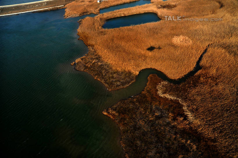 无人,横图,俯视,航拍,室外,白天,旅游,度假,海浪,海洋,美景,芦苇,叶子,上海,中国,亚洲,阴影,光线,影子,景观,浪花,粽叶,绿叶,娱乐,阳光,自然,海水,沙洲,享受,休闲,嫩叶,景色,放松,申,鸟瞰,自然风光,海景,青草沙,东亚,上海市,长兴岛,中华人民共和国,沪,华东地区,箬叶,芦苇叶,崇明县,叶,叶片,大海,风浪,海,海水的波动,近岸浪,涌浪,彩图,高角度拍摄,冲积沙洲,固定沙,shzxz1