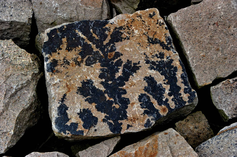 无人,横图,俯视,室外,特写,白天,石头,植物,许多,阴影,遗迹,光线,纹路,化石,石子,纹理,影子,很多,绿色,阳光,自然,生长,成长,肌理,遗体,古生物,石块,岩石,彩图,高角度拍摄,shzxz1