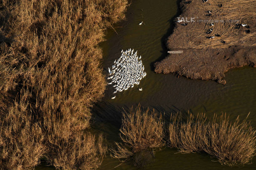游泳,无人,横图,俯视,航拍,室外,白天,旅游,度假,花海,花圃,河流,美景,水,植物,芦苇,鸟,叶子,上海,中国,亚洲,许多,盛开,鸟类,鸭,河水,景观,水流,很多,花蕾,娱乐,家禽,花,花瓣,花朵,花卉,鲜花,绿色,自然,动物,花丛,花束,花田,沙洲,花苞,花蕊,享受,休闲,景色,放松,牲畜,申,鸟瞰,自然风光,青草沙,东亚,上海市,长兴岛,中华人民共和国,沪,华东地区,泅水,崇明县,芦芛,芦,芦花,苇,拍浮,彩图,高角度拍摄,全身,冲积沙洲,崇明,固定沙,shzxz1