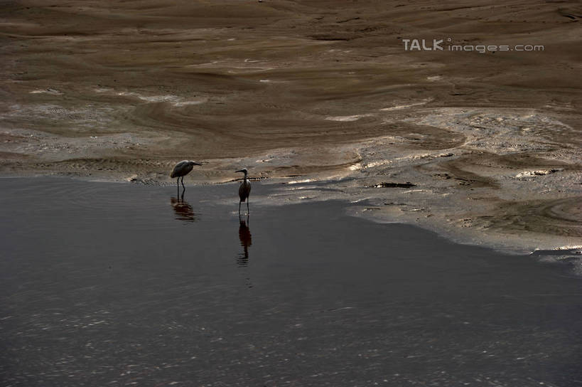 无人,站,横图,俯视,室外,白天,旅游,度假,草地,草坪,河流,美景,日落,沙滩,水,植物,鸟,上海,中国,亚洲,鸟类,沙子,河岸,河水,河滩,景观,水流,晚霞,霞光,落日,沙地,注视,娱乐,草,绿色,自然,黄昏,沙洲,观察,看,站着,两只,享受,休闲,景色,彩霞,放松,观看,申,察看,关注,自然风光,青草沙,东亚,上海市,长兴岛,中华人民共和国,沪,华东地区,崇明县,夕照,薄暮,夕阳,站立,彩图,高角度拍摄,全身,傍晚,冲积沙洲,崇明,固定沙,斜阳,shzxz1
