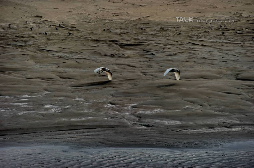 无人,横图,俯视,室外,白天,旅游,度假,草地,草坪,河流,美景,日落,沙滩,水,植物,鸟,上海,中国,亚洲,飞翔,伸展,张开,展翅,飞行,翅膀,鸟类,沙子,河岸,河水,河滩,景观,水流,晚霞,霞光,落日,沙地,翱翔,注视,娱乐,飞,草,绿色,自然,黄昏,沙洲,观察,看,两只,享受,休闲,景色,彩霞,放松,观看,申,察看,关注,自然风光,青草沙,东亚,张开翅膀,上海市,长兴岛,中华人民共和国,沪,华东地区,崇明县,夕照,薄暮,展开翅膀,夕阳,彩图,高角度拍摄,全身,傍晚,冲积沙洲,崇明,固定沙,斜阳,shzxz1