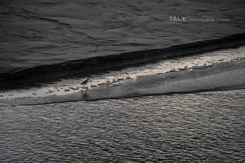 无人,站,横图,俯视,室外,白天,旅游,度假,湖,湖泊,美景,日落,沙滩,水,鸟,上海,中国,亚洲,波纹,鸟类,沙子,河岸,河滩,湖面,景观,水流,水面,晚霞,霞光,落日,涟漪,沙地,背光,娱乐,一只,水纹,自然,黄昏,波浪,湖水,沙洲,站着,享受,休闲,景色,彩霞,放松,波光粼粼,申,自然风光,逆光,青草沙,东亚,上海市,长兴岛,中华人民共和国,沪,华东地区,水晕,崇明县,夕照,薄暮,夕阳,站立,彩图,高角度拍摄,全身,傍晚,冲积沙洲,崇明,固定沙,斜阳,shzxz1