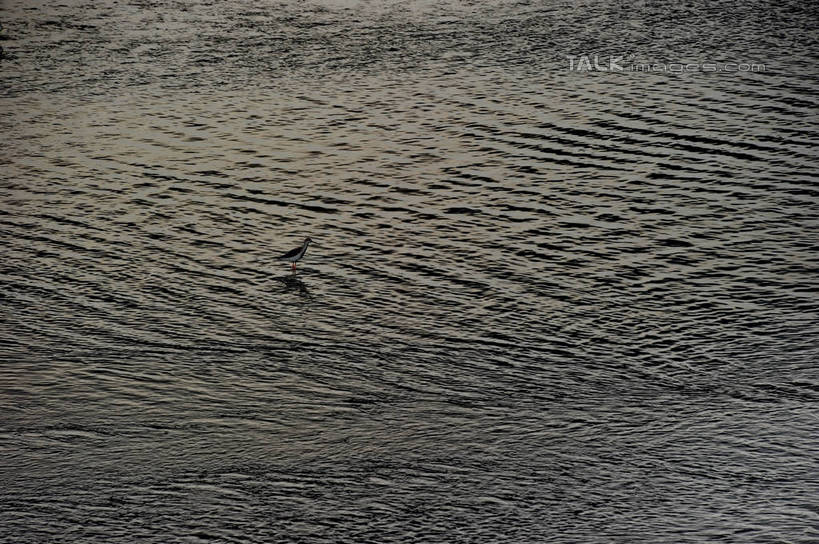 无人,站,横图,俯视,室外,白天,旅游,度假,湖,湖泊,美景,日落,沙滩,水,鸟,上海,中国,亚洲,波纹,鸟类,沙子,河岸,河滩,湖面,景观,水流,水面,晚霞,霞光,落日,涟漪,沙地,背光,娱乐,一只,水纹,自然,黄昏,波浪,湖水,沙洲,站着,享受,休闲,景色,彩霞,放松,波光粼粼,申,自然风光,逆光,青草沙,东亚,上海市,长兴岛,中华人民共和国,沪,华东地区,水晕,崇明县,夕照,薄暮,夕阳,站立,彩图,高角度拍摄,全身,傍晚,冲积沙洲,崇明,固定沙,斜阳,shzxz1