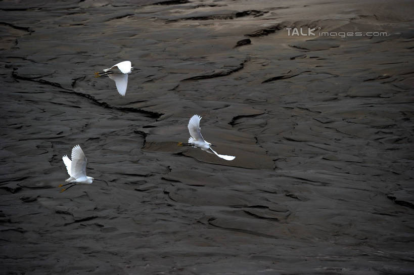 无人,横图,俯视,室外,白天,旅游,度假,湖,湖泊,美景,日落,水,鸟,上海,中国,亚洲,三只,飞翔,伸展,张开,展翅,阴影,波纹,朦胧,模糊,飞行,光线,翅膀,鸟类,影子,湖面,景观,水流,水面,晚霞,霞光,落日,涟漪,翱翔,娱乐,飞,水纹,阳光,自然,黄昏,波浪,湖水,沙洲,享受,休闲,景色,彩霞,放松,波光粼粼,申,自然风光,青草沙,东亚,张开翅膀,上海市,长兴岛,中华人民共和国,沪,华东地区,水晕,崇明县,夕照,薄暮,展开翅膀,夕阳,彩图,高角度拍摄,全身,傍晚,冲积沙洲,崇明,固定沙,斜阳,shzxz1