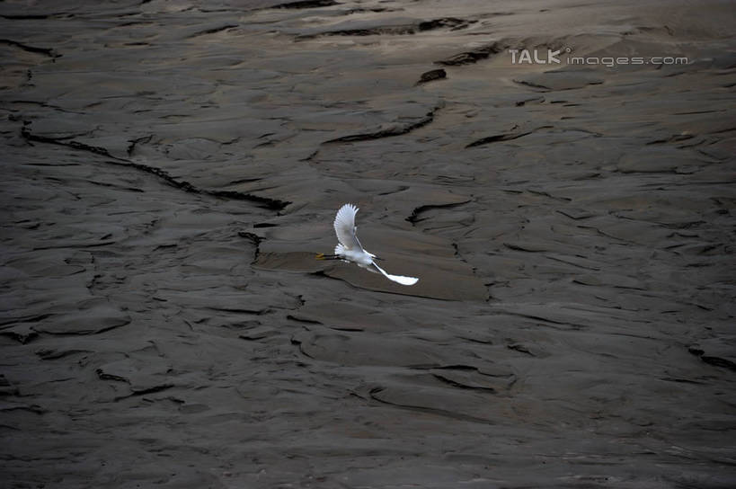 无人,横图,俯视,室外,白天,旅游,度假,湖,湖泊,美景,日落,水,鸟,上海,中国,亚洲,飞翔,伸展,张开,展翅,阴影,波纹,朦胧,模糊,飞行,光线,翅膀,鸟类,影子,湖面,景观,水流,水面,晚霞,霞光,落日,涟漪,翱翔,娱乐,飞,一只,水纹,阳光,自然,黄昏,波浪,湖水,沙洲,享受,休闲,景色,彩霞,放松,波光粼粼,申,自然风光,青草沙,东亚,张开翅膀,上海市,长兴岛,中华人民共和国,沪,华东地区,水晕,崇明县,夕照,薄暮,展开翅膀,夕阳,彩图,高角度拍摄,全身,傍晚,冲积沙洲,崇明,固定沙,斜阳,shzxz1