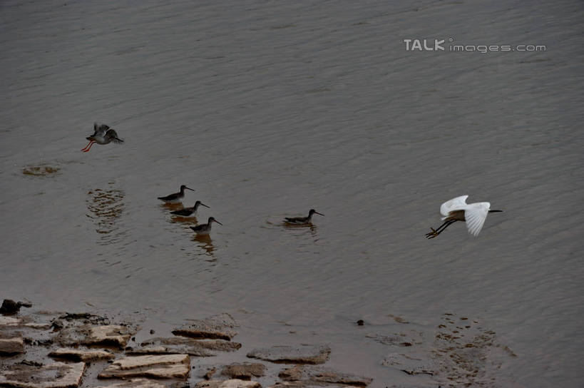 无人,站,横图,俯视,室外,白天,旅游,度假,湖,湖泊,美景,日落,水,鸟,上海,中国,亚洲,许多,飞翔,伸展,张开,展翅,波纹,朦胧,模糊,飞行,翅膀,鸟类,湖面,景观,水流,水面,晚霞,霞光,落日,涟漪,很多,翱翔,娱乐,飞,水纹,自然,黄昏,波浪,湖水,沙洲,站着,享受,休闲,景色,彩霞,放松,波光粼粼,申,自然风光,青草沙,东亚,张开翅膀,上海市,长兴岛,中华人民共和国,沪,华东地区,水晕,崇明县,夕照,薄暮,展开翅膀,夕阳,站立,彩图,高角度拍摄,全身,傍晚,冲积沙洲,崇明,固定沙,斜阳,shzxz1