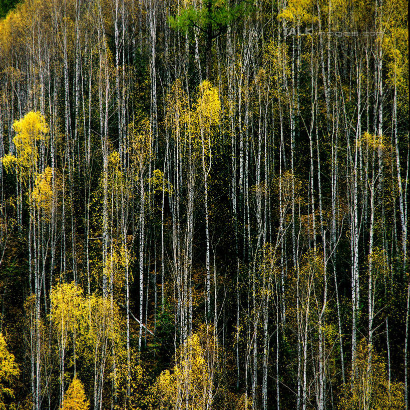 无人,方图,室外,白天,正面,旅游,度假,美景,树林,植物,阴影,光线,影子,景观,娱乐,树,树木,绿色,阳光,自然,享受,休闲,景色,放松,白桦,生长,成长,自然风光,桦树,桦皮树,桦木,彩图,shzxz1