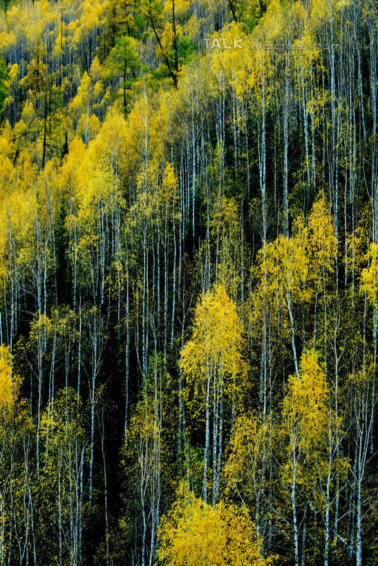 无人,竖图,室外,白天,正面,旅游,度假,美景,树林,植物,叶子,阴影,光线,影子,景观,绿叶,枝条,娱乐,树,树木,树枝,绿色,阳光,自然,享受,休闲,嫩叶,景色,放松,生长,成长,自然风光,虬枝,枝杈,叶,叶片,彩图,shzxz1