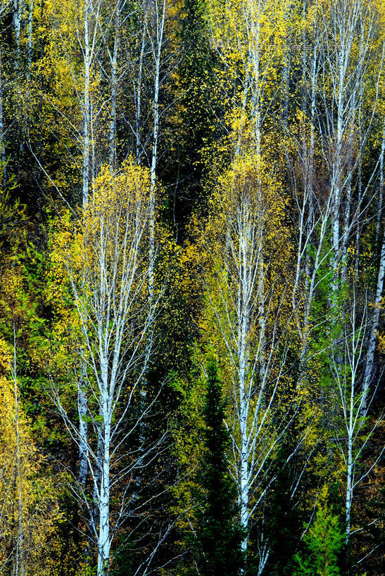 无人,竖图,室外,白天,正面,旅游,度假,美景,森林,树林,植物,叶子,景观,绿叶,枝条,娱乐,树,树木,树枝,绿色,自然,享受,休闲,嫩叶,景色,放松,白桦,生长,成长,自然风光,虬枝,枝杈,叶,叶片,桦树,桦皮树,桦木,彩图,shzxz1