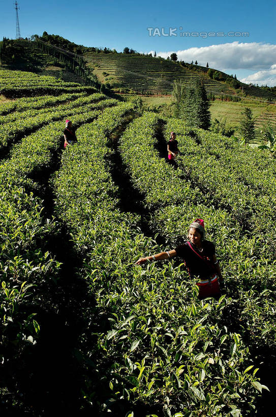 无人,农田,竖图,室外,白天,正面,旅游,度假,幸福,庄稼,梯田,农作物,美景,茶,阴影,曲折,弯曲,光线,影子,景观,云,云朵,茶叶,云彩,娱乐,茶园,蓝色,白云,蓝天,天空,阳光,自然,天,享受,休闲,温馨,景色,放松,乐趣,蜿蜒,晴朗,提神,舒适,自然风光,醒脑,茶场,晴空,彩图,耕地,庄稼田,shzxz1