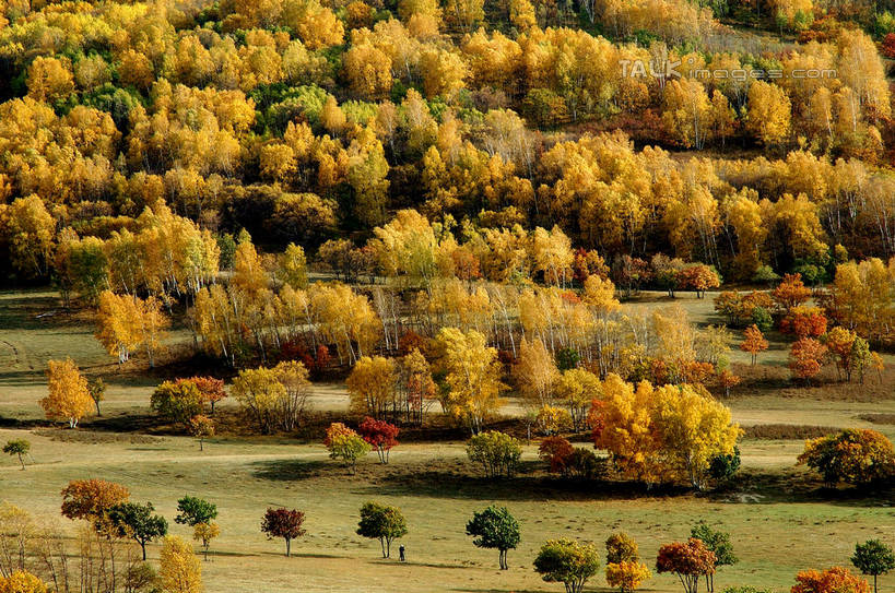 无人,横图,俯视,室外,白天,旅游,度假,草地,草坪,美景,秋季,树林,植物,阴影,光线,影子,景观,娱乐,草,树,树木,绿色,阳光,自然,享受,休闲,景色,放松,生长,成长,自然风光,秋,秋天,彩图,高角度拍摄,shzxz1