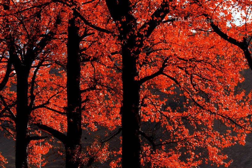 无人,横图,室外,白天,正面,旅游,度假,美景,植物,枫树,叶子,北京,中国,亚洲,阴影,光线,影子,景观,枫叶,枯叶,落叶,枝条,首都,娱乐,树,树木,树枝,黄色,红色,绿色,阳光,自然,享受,休闲,景色,放松,生长,成长,枫树叶,自然风光,东亚,香山,海淀区,中华人民共和国,北京市,京,北平,华北地区,槭树,糖枫,糖槭,糖槭树,虬枝,枝杈,叶,叶片,彩图,shzxz1