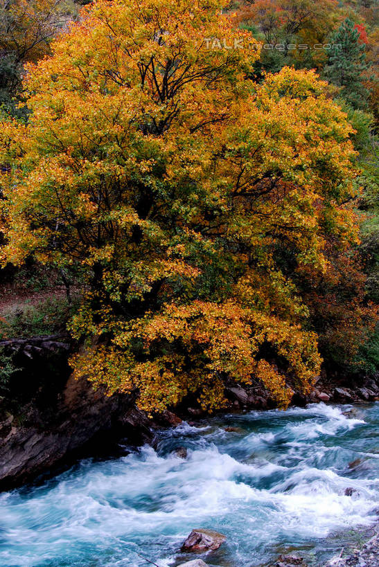 无人,竖图,室外,白天,正面,旅游,度假,河流,美景,森林,树林,水,植物,阴影,光线,影子,河水,景观,水流,娱乐,树,树木,绿色,阳光,自然,享受,休闲,景色,放松,生长,成长,自然风光,彩图,shzxz1