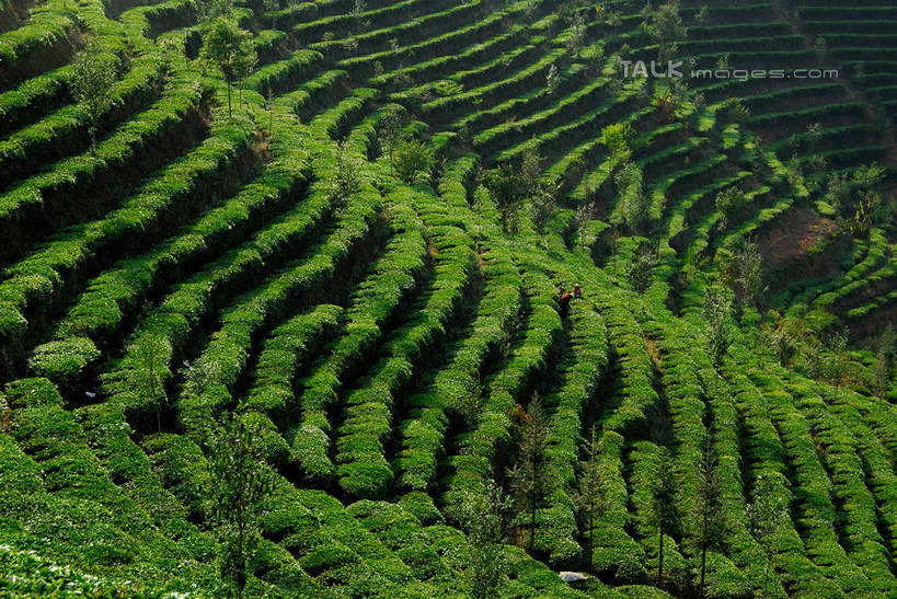 无人,农田,横图,俯视,室外,白天,旅游,度假,庄稼,梯田,农作物,美景,中国,亚洲,曲折,弯曲,纹路,纹理,景观,娱乐,自然,享受,休闲,景色,放松,蜿蜒,广西,自然风光,东亚,龙胜,龙脊梯田,广西壮族自治区,肌理,中华人民共和国,桂,华南地区,龙胜各族自治县,龙胜梯田,彩图,高角度拍摄,耕地,庄稼田,shzxz1
