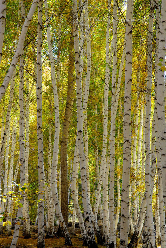 无人,竖图,室外,白天,正面,旅游,度假,美景,森林,树林,植物,叶子,阴影,光线,影子,景观,绿叶,枝条,娱乐,树,树木,树枝,绿色,阳光,自然,享受,休闲,嫩叶,景色,放松,生长,成长,自然风光,虬枝,枝杈,叶,叶片,彩图,shzxz1