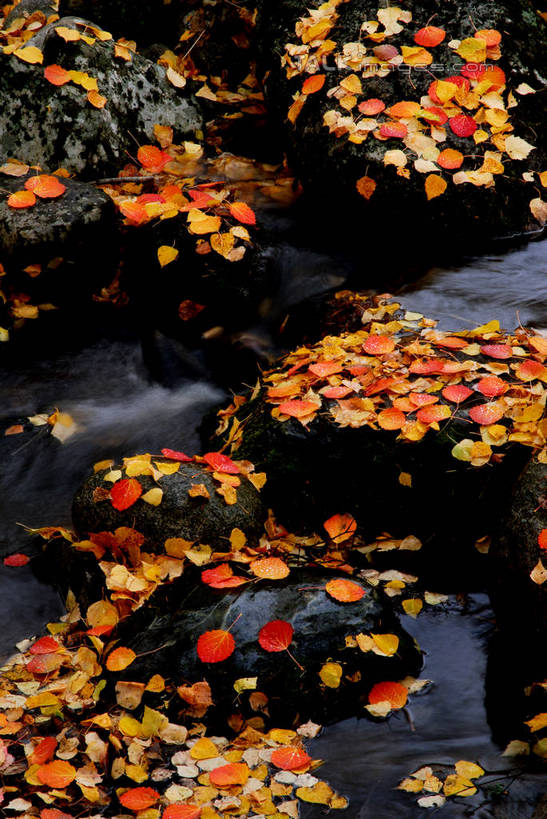 无人,竖图,俯视,室外,特写,白天,旅游,度假,河流,美景,秋季,水,叶子,阴影,朦胧,模糊,光线,影子,河水,景观,水流,枯叶,落叶,娱乐,阳光,自然,享受,休闲,景色,放松,自然风光,叶,叶片,秋,秋天,彩图,高角度拍摄,shzxz1