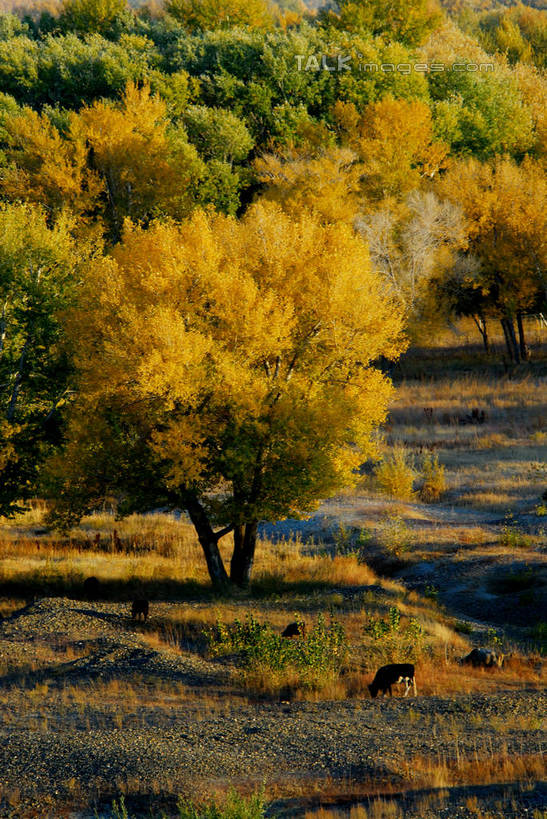 无人,竖图,俯视,室外,白天,旅游,度假,草地,草坪,美景,树林,植物,阴影,光线,影子,景观,娱乐,草,树,树木,绿色,阳光,自然,享受,休闲,景色,放松,生长,成长,自然风光,彩图,高角度拍摄,shzxz1