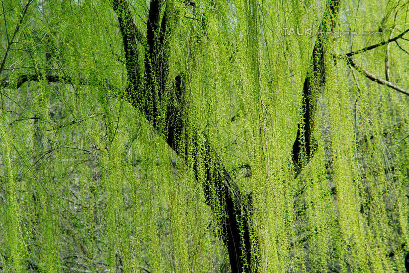 无人,横图,室外,白天,正面,美景,植物,柳树,叶子,阴影,光线,影子,景观,绿叶,垂柳,树,树木,绿色,阳光,自然,嫩叶,景色,生长,成长,自然风光,倒挂柳,叶,叶片,垂枝柳,彩图,shzxz1