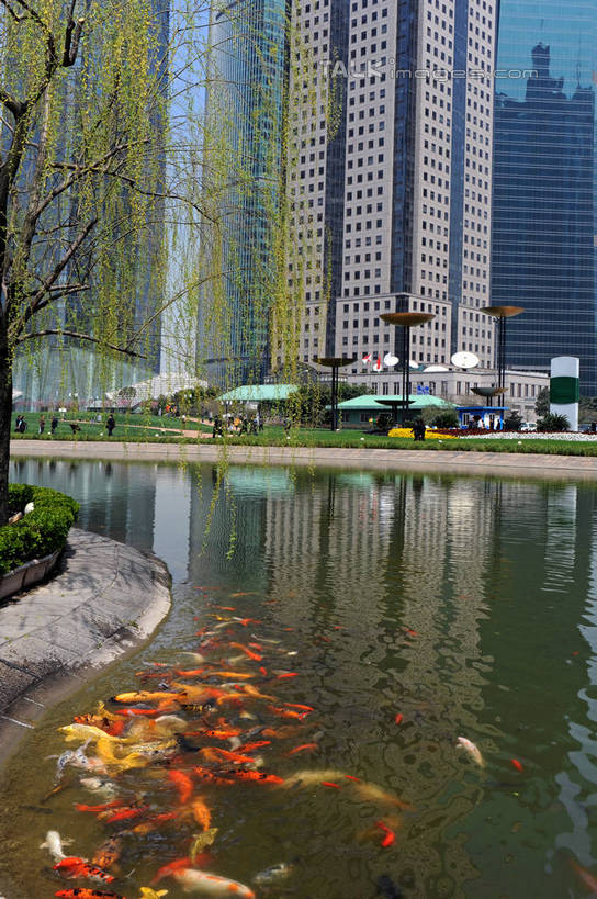 游泳,无人,高楼大厦,竖图,室外,白天,正面,度假,草地,草坪,河流,美景,水,植物,城市风光,城市,大厦,建筑,摩天大楼,上海,中国,亚洲,许多,波纹,金鱼,鱼,河水,景观,水流,涟漪,很多,注视,娱乐,建设,鱼类,浦东,草,树,树木,绿色,倒影,水纹,自然,波浪,观察,看,享受,休闲,景色,放松,生长,成长,观看,申,察看,倒映,关注,水生动物,水生物,陆家嘴,浦东新区,东亚,上海市,中华人民共和国,沪,华东地区,水晕,陆家嘴中心绿地,上海陆家嘴中心绿地,观赏鱼,金鲫鱼,泅水,反照,拍浮,半身,彩图,大楼,高层建筑,高楼,摩天楼,淡水生物,shzxz1