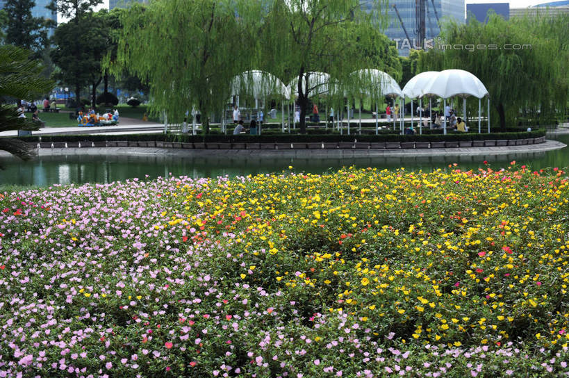 无人,高楼大厦,横图,室外,白天,正面,度假,草地,草坪,花海,花圃,河流,美景,水,植物,城市风光,城市,大厦,建筑,摩天大楼,叶子,上海,中国,亚洲,波纹,盛开,河水,景观,水流,涟漪,花蕾,娱乐,建设,浦东,草,花,花瓣,花朵,花卉,鲜花,树,树木,绿色,倒影,水纹,自然,波浪,花丛,花束,花田,花苞,花蕊,享受,休闲,景色,放松,生长,成长,申,倒映,陆家嘴,浦东新区,东亚,上海市,中华人民共和国,沪,华东地区,水晕,陆家嘴中心绿地,上海陆家嘴中心绿地,反照,彩图,大楼,高层建筑,高楼,摩天楼,shzxz1