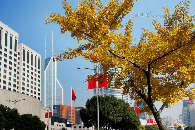 无人,高楼大厦,横图,室外,白天,仰视,度假,美景,植物,城市风光,标志建筑,城市,大厦,地标,建筑,路灯,摩天大楼,旗帜,国旗,照明,上海,中国,亚洲,阴影,光线,影子,景观,灯光,娱乐,建设,五星红旗,灯,树,树木,蓝色,绿色,蓝天,天空,阳光,自然,人民广场,天,享受,休闲,景色,放松,生长,晴朗,成长,照亮,申,照明设备,黄浦区,中国国旗,东亚,上海市,万里无云,中华人民共和国,沪,华东地区,上海人民广场,旗,晴空,晴空万里,彩图,低角度拍摄,大楼,高层建筑,高楼,摩天楼,红地五星旗,中华人民共和国国旗,上海市人民政府,人民大道,shzxz1
