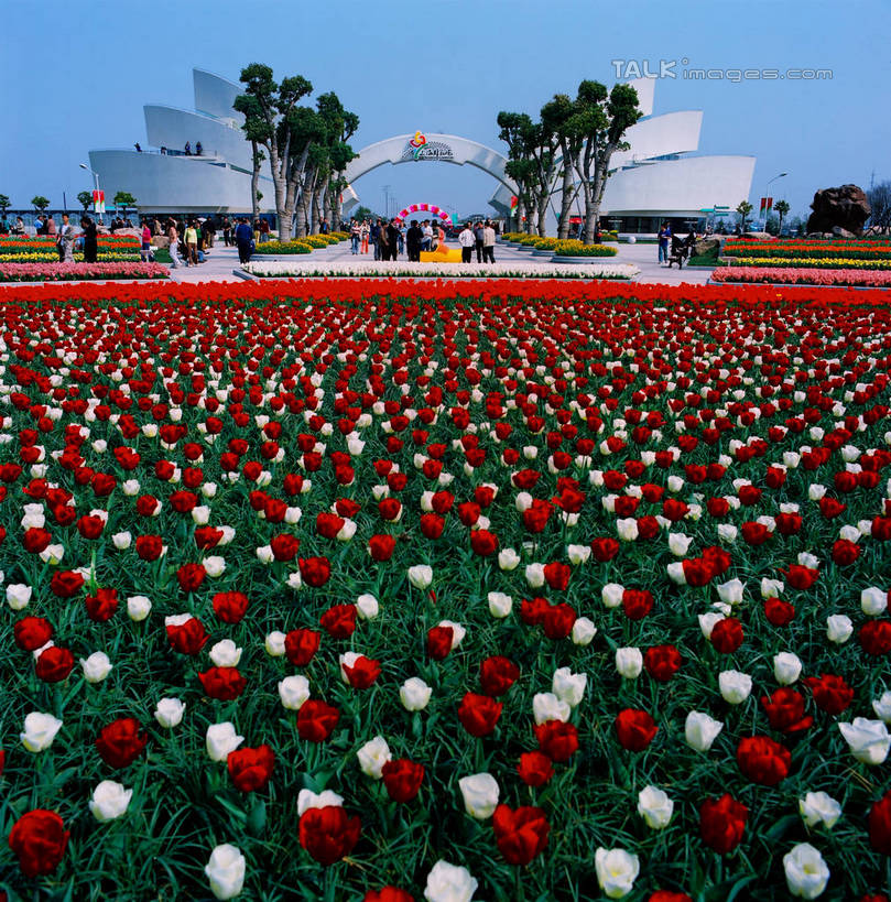 无人,竖图,室外,白天,正面,爱情,度假,花海,花圃,美景,植物,城市风光,城市,郁金香,叶子,上海,中国,亚洲,阴影,盛开,光线,影子,景观,祝福,花蕾,娱乐,浦东,花,花瓣,花朵,花卉,鲜花,树,树木,红色,蓝色,绿色,白色,蓝天,天空,阳光,自然,花丛,花束,花田,天,花苞,花蕊,享受,休闲,景色,放松,生长,晴朗,成长,申,表白,荣誉,浦东新区,东亚,上海市,上海鲜花港,龙阳路,万里无云,中华人民共和国,沪,华东地区,永恒,晴空,晴空万里,郁香,洋荷花,草麝香,彩图,shzxz1
