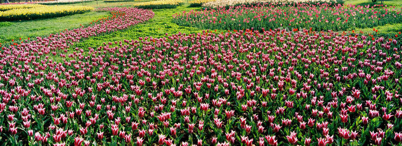 无人,横图,室外,白天,正面,爱情,旅游,度假,花海,花圃,美景,植物,郁金香,叶子,上海,中国,亚洲,阴影,盛开,光线,影子,景观,祝福,花蕾,娱乐,浦东,花,花瓣,花朵,花卉,鲜花,粉色,绿色,阳光,自然,花丛,花束,花田,花苞,花蕊,享受,休闲,景色,放松,申,表白,自然风光,荣誉,浦东新区,东亚,上海市,上海鲜花港,龙阳路,中华人民共和国,沪,华东地区,永恒,郁香,洋荷花,草麝香,彩图,shzxz1