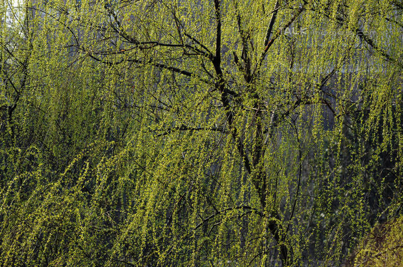 无人,横图,室外,白天,正面,旅游,度假,美景,植物,柳树,上海,中国,亚洲,景观,娱乐,垂柳,树,树木,绿色,自然,享受,休闲,景色,放松,徐家汇,生长,成长,申,自然风光,东亚,徐汇区,徐家汇公园,上海市,中华人民共和国,沪,华东地区,倒挂柳,垂枝柳,彩图,shzxz1