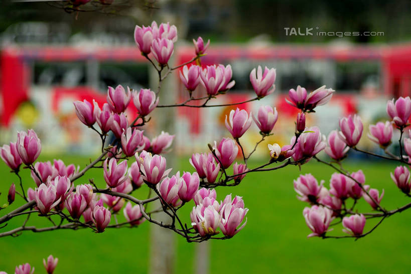 无人,横图,室外,特写,白天,正面,草地,草坪,美景,植物,公共汽车,阴影,朦胧,模糊,盛开,光线,影子,景观,巴士,枝条,公交车,花蕾,车,草,花,花瓣,花朵,鲜花,树,树木,树枝,粉色,绿色,紫色,白色,阳光,自然,交通工具,花苞,花蕊,景色,生长,成长,自然风光,载具,紫玉兰,辛夷,木笔,木兰花,虬枝,枝杈,木兰,彩图,红玉兰,木笔花,望春,shzxz1