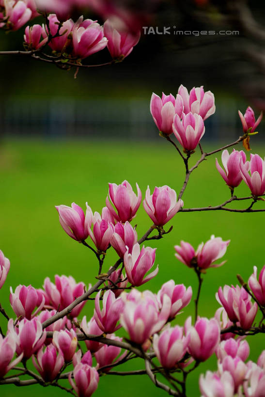 无人,竖图,室外,特写,白天,正面,草地,草坪,美景,植物,阴影,朦胧,模糊,盛开,光线,影子,景观,枝条,花蕾,草,花,花瓣,花朵,鲜花,树,树木,树枝,粉色,绿色,紫色,白色,阳光,自然,花苞,花蕊,景色,生长,成长,自然风光,紫玉兰,辛夷,木笔,木兰花,虬枝,枝杈,木兰,彩图,红玉兰,木笔花,望春,shzxz1