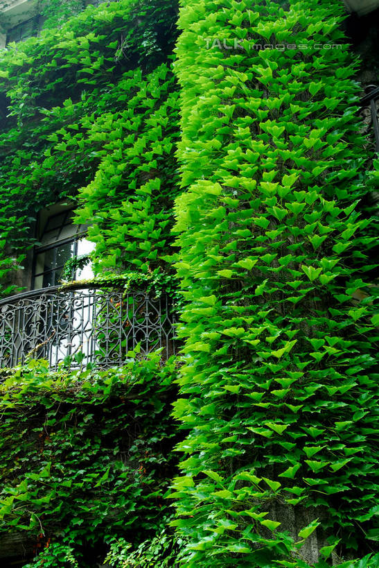 无人,家,竖图,室外,白天,正面,旅游,度假,美景,城市风光,城市,建筑,上海,中国,亚洲,房屋,屋子,景观,公寓,娱乐,建设,洋房,楼房,住宅,享受,休闲,景色,放松,申,巨鹿路,卢湾区,东亚,上海市,爱神花园,上海作家协会,中华人民共和国,沪,华东地区,彩图,房子,shzxz1