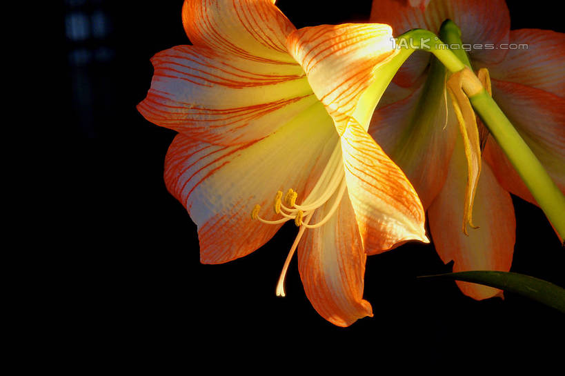 无人,横图,室内,特写,白天,正面,百合花,阴影,黑色背景,盛开,光线,影子,花蕾,花,花瓣,花朵,鲜花,两朵,粉色,黄色,阳光,花苞,花蕊,摄影,影棚,强瞿,百合蒜,倒仙,番韭,山丹,彩图,影棚拍摄,拍摄,shzyn1