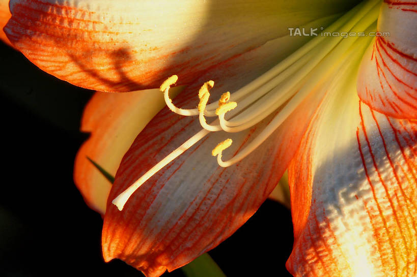 无人,横图,室内,特写,白天,正面,百合花,阴影,黑色背景,盛开,光线,影子,花蕾,花,花瓣,花朵,鲜花,一朵,粉色,黄色,阳光,花苞,花蕊,摄影,影棚,强瞿,百合蒜,倒仙,番韭,山丹,彩图,影棚拍摄,拍摄,shzyn1