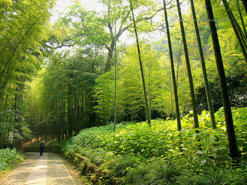 东方人,一个人,走,横图,室外,白天,旅游,度假,美景,树林,植物,道路,路,竹子,帽子,中国,亚洲,仅一个男性,仅一个人,游客,游人,阴影,服装,光线,包,影子,景观,竹林,小路,交通,旅行包,注视,休闲装,黄种人,娱乐,运动帽,浙江,树,树木,浙江省,仅一个年轻男性,背面,衣服,蓝色,绿色,白色,蓝天,天空,阳光,自然,背包,天,看,享受,休闲,休闲服,鸭舌帽,景色,放松,服饰,生长,成长,杭州,关注,自然风光,东亚,杭州市,苏堤,中华人民共和国,华东地区,省会,浙,旅游包,西湖区,男人,男性,年轻男性,亚洲人,步行,散步,抬头,仰头,走路,彩图,全身,双肩包,shzyn1