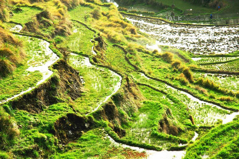 无人,农田,横图,俯视,室外,白天,旅游,度假,庄稼,梯田,农作物,草地,草坪,美景,植物,中国,亚洲,阴影,曲折,弯曲,光线,影子,景观,娱乐,浙江,草,浙江省,绿色,阳光,自然,享受,休闲,景色,放松,蜿蜒,自然风光,东亚,永嘉,中华人民共和国,华东地区,浙,茗岙,温州,温州市,彩图,高角度拍摄,耕地,庄稼田,茗岙乡,永嘉县,shzyn1