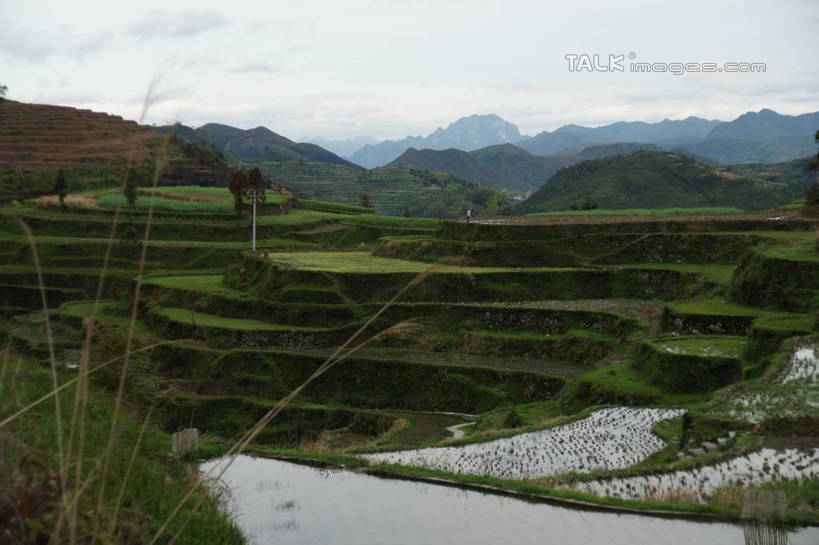 无人,农田,横图,俯视,室外,白天,旅游,度假,农业,庄稼,梯田,农作物,草地,草坪,美景,山,山脉,植物,中国,亚洲,曲折,弯曲,稻田,景观,山峰,山峦,娱乐,浙江,草,树,树木,浙江省,绿色,天空,自然,群山,天,享受,休闲,景色,放松,蜿蜒,生长,成长,自然风光,东亚,永嘉,中华人民共和国,华东地区,浙,茗岙,温州,温州市,彩图,高角度拍摄,耕地,庄稼田,茗岙乡,永嘉县,shzyn1