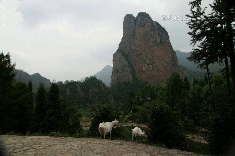 无人,站,横图,室外,白天,正面,旅游,度假,石头,美景,山,山脉,植物,羊,楠溪江,中国,亚洲,石子,景观,山峰,山峦,娱乐,浙江,树,树木,浙江省,绿色,天空,自然,动物,群山,天,站着,两只,享受,休闲,家畜,景色,放松,牲畜,生长,成长,自然风光,东亚,永嘉,中华人民共和国,华东地区,浙,温州,温州市,石块,岩石,绵羊,站立,彩图,全身,永嘉县,shzyn1
