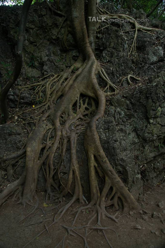 无人,竖图,俯视,室外,白天,旅游,度假,美景,植物,黄果树瀑布,中国,亚洲,景观,树根,娱乐,树,树木,绿色,自然,享受,休闲,景色,放松,生长,成长,自然风光,东亚,贵州,贵州省,安顺,中华人民共和国,安顺市,黔,西南地区,天星桥,黄果树大瀑布,彩图,高角度拍摄,天星桥景区,镇宁布依族苗族自治县,镇宁县,shzyn1